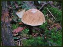 P1060447dt.jpg