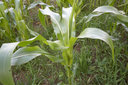 Junge Maispflanze