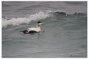 P1020112dt.jpg