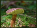 P1060049dt.jpg