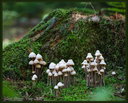 P1060051dt.jpg