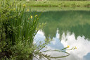 Schwertlilien am Teich