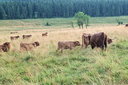 DSCF2262dt.jpg